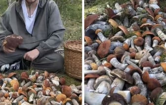 Грибной бум продолжается. Посмотрите, как белорусы снова хвастаются в соцсетях рекордными «уловами»