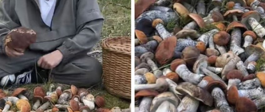 Грибной бум продолжается. Посмотрите, как белорусы снова хвастаются в соцсетях рекордными «уловами»