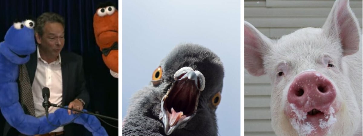 Пьяные черви, голубиные ракеты и животные, дышащие через анус. В США вручили Шнобелевскую премию — 2024