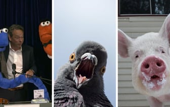 Пьяные черви, голубиные ракеты и животные, дышащие через анус. В США вручили Шнобелевскую премию — 2024