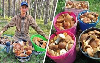 Волна рыжиков, опят и «яйца динозавра». Белорусы показали, что находили в лесах в последние дни — Фото