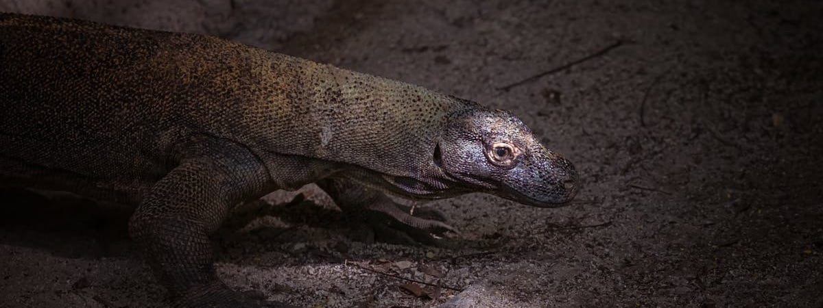 Индонезия вслед за iPhone 16 запретила продавать в стране и смартфоны Google Pixel