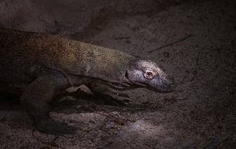 Индонезия вслед за iPhone 16 запретила продавать в стране и смартфоны Google Pixel