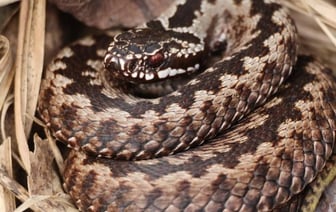 Гадюка укусила 10-летнего мальчика