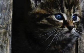 Мужчина сбросил кошек с восьмого этажа в Беларуси: как его наказали?