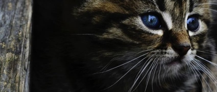 Мужчина сбросил кошек с восьмого этажа в Беларуси: как его наказали?