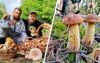 «Белый прёт массово» — Белорусы похвастались полными корзинами боровиков с выходных. Много червивых?