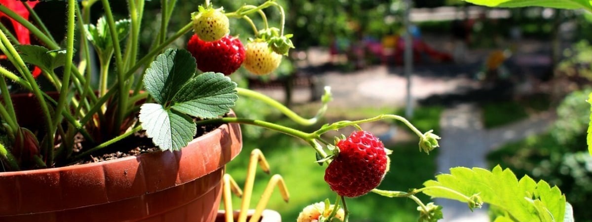 Эта хитрость садоводов поможет вырастить большую и сладкую клубнику. Как подготовить к началу сезона? — Полезно