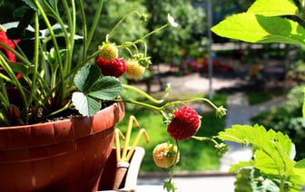 Эта хитрость садоводов поможет вырастить большую и сладкую клубнику. Как подготовить к началу сезона? — Полезно