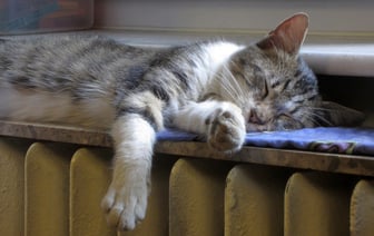 Только +17 °C было в квартире жителя Витебска, ему вернут часть денег за отопление