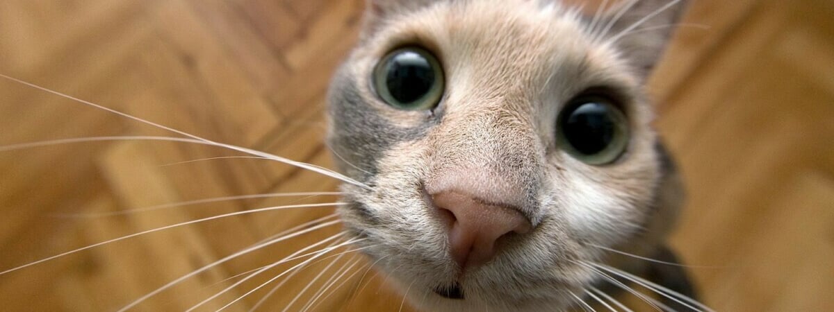 Сколько лет живут кошки? Эксперты назвали цифры для домашних и уличных — Полезно