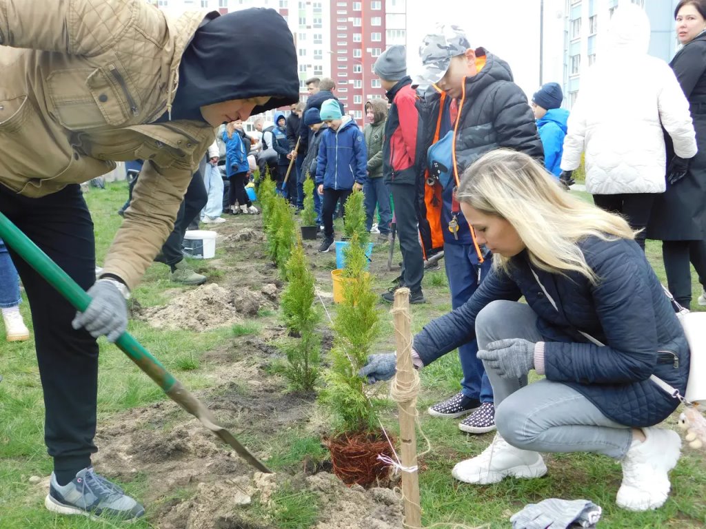 Семьдесят туй зазеленели во дворе СШ № 1 г. Бреста