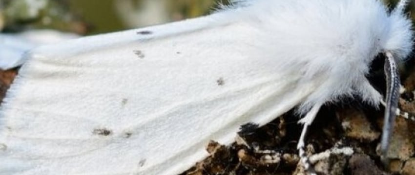 Опасность американской белой бабочки в Бресте