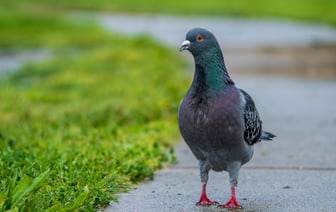 Погода в Полоцке и Новополоцке: какой будет последняя неделя июня?