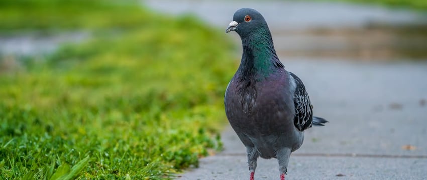 Погода в Полоцке и Новополоцке: какой будет последняя неделя июня?