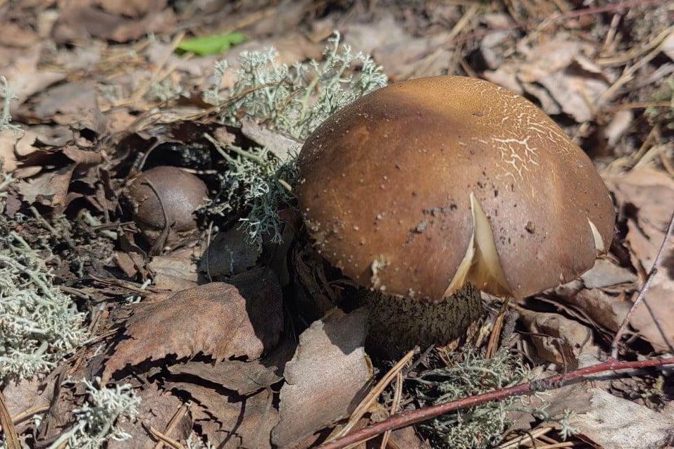 Маслята, подберезовики, боровик... Белорусские грибы рванули слишком рано