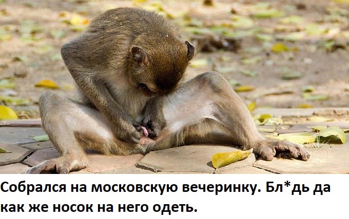 Новые мемы о почти голой вечеринке Ивлеевой