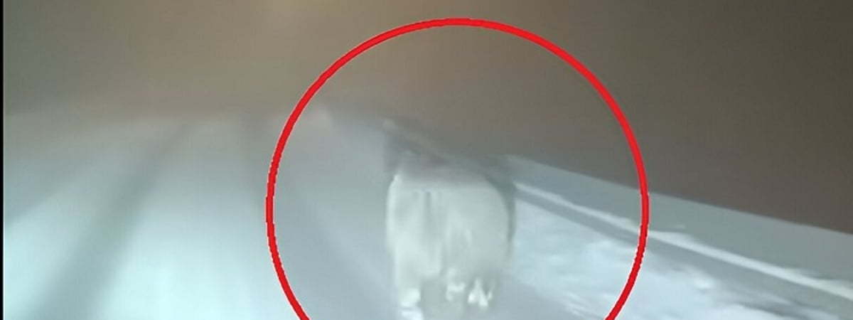 «Определенно пил кофе в сентябре» — Медведя заметили на заснеженной трассе. Почему не впал в спячку? — Видео