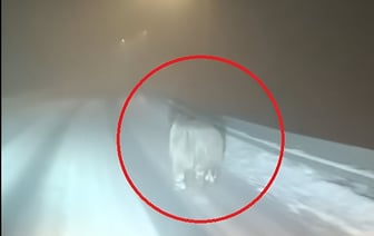 «Определенно пил кофе в сентябре» — Медведя заметили на заснеженной трассе. Почему не впал в спячку? — Видео