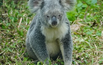 Австралия ввела новые санкции против 70 россиян и 79 предприятий РФ