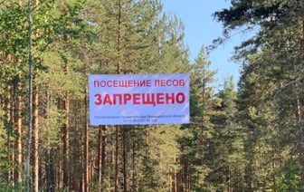 Ограничения на посещение лесов в Беларуси