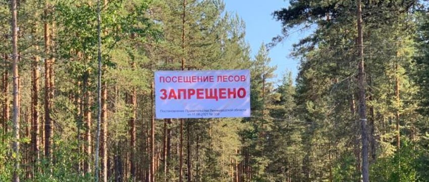 Ограничения на посещение лесов в Беларуси