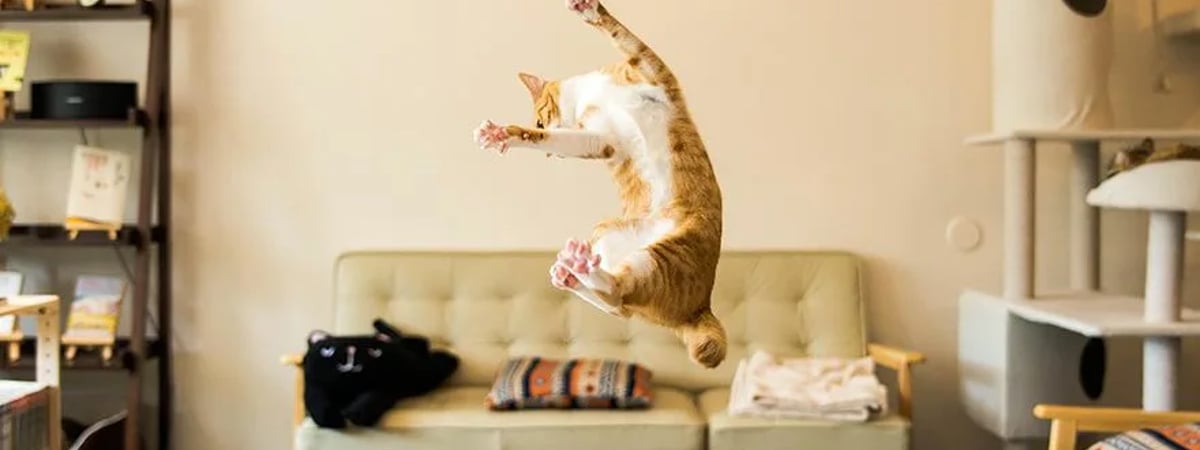 Какой характер у вашего кота? Ученые выделили 5 типов, которые могут удивить — Полезно