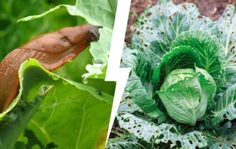 Не выбрасывайте эти «отходы». Они спасут урожай от нашествия слизней — Полезно