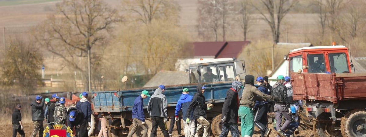 В Ошмянском районе после визита Лукашенко на поля отправили военных, студентов и рабочих заводов. Зачем?