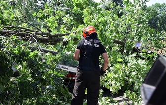 Актуально для Гомеля. Что делать, если на машину упало дерево?