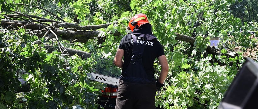 Актуально для Гомеля. Что делать, если на машину упало дерево?