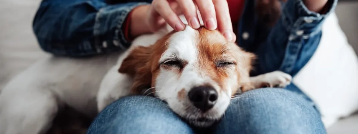 «Вырастает корона» — Зоопсихолог объяснил, чем грозят «обнимашки и целовашки» собак — Полезно