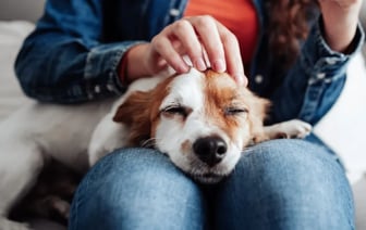 «Вырастает корона» — Зоопсихолог объяснил, чем грозят «обнимашки и целовашки» собак — Полезно