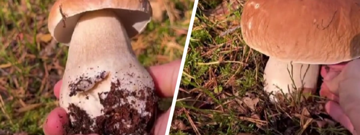 «Вы знаете, очень удобно» — Белорус показал, где собирает грибы прямо за рулём машины — Видео