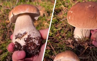 «Вы знаете, очень удобно» — Белорус показал, где собирает грибы прямо за рулём машины — Видео