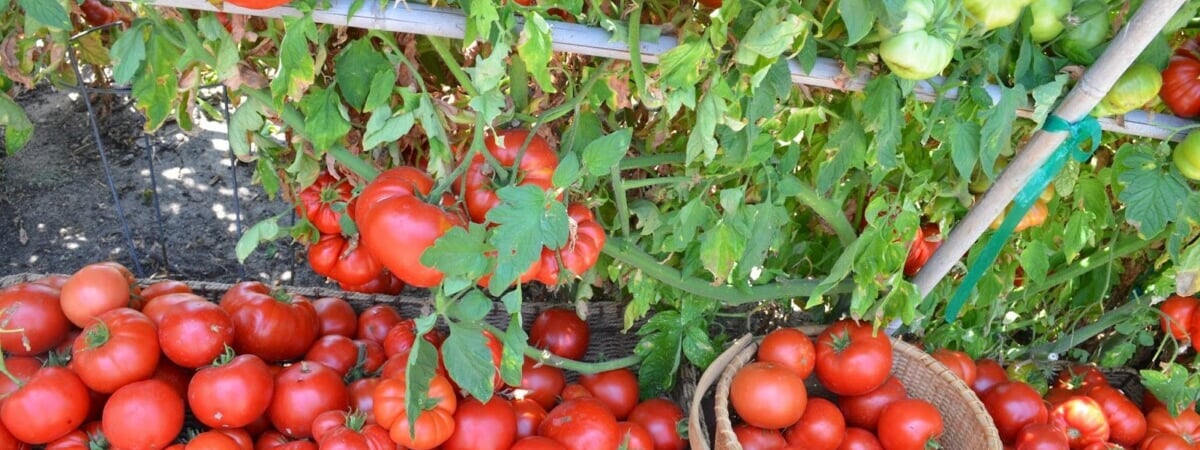 Как получить богатый урожай помидоров? Вот что посоветовали сделать эксперты в начале марта — Полезно