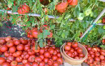 Как получить богатый урожай помидоров? Вот что посоветовали сделать эксперты в начале марта — Полезно
