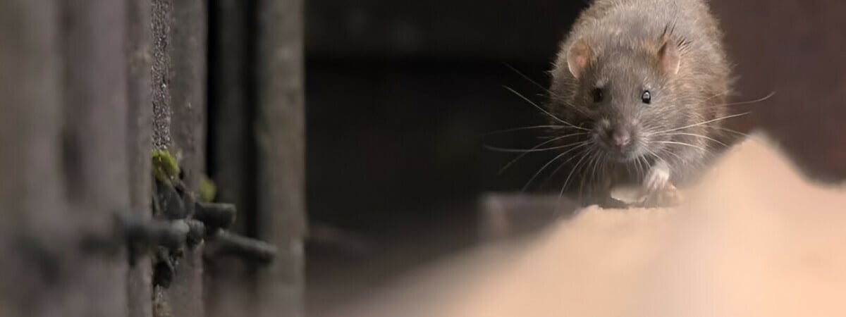 Эти 3 натуральных средства отпугнут крыс осенью. Вот где обработать, чтобы не проникли в дом — Полезно