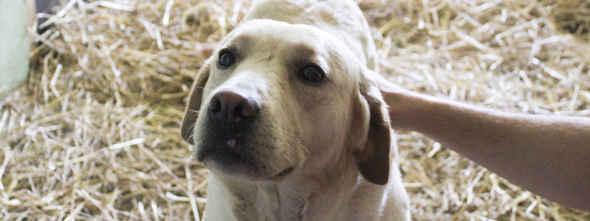 В Гродно женщина пожаловалась на… собаку — что было дальше