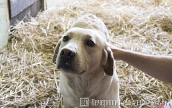 В Гродно женщина пожаловалась на… собаку — что было дальше