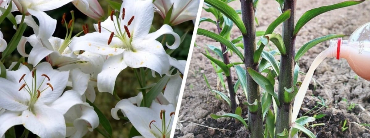 Лилии отцвели? Не забудьте сделать эти 2 вещи, чтобы радовали в следующем сезоне — Полезно