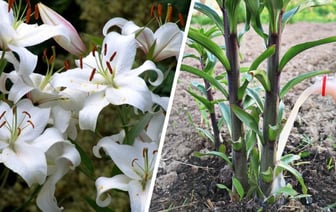 Лилии отцвели? Не забудьте сделать эти 2 вещи, чтобы радовали в следующем сезоне — Полезно