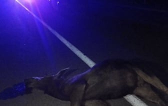 Лось выбежал на трассу М10 и столкнулся с авто