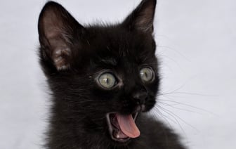 Мужчина сбросил кошек с 8 этажа и отделался годом исправительных работ