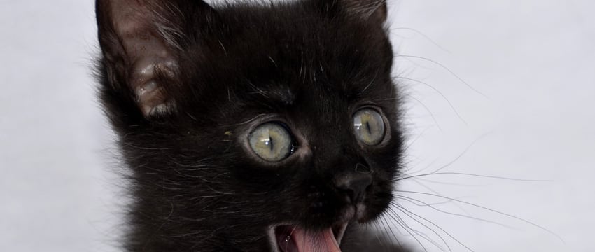 Мужчина сбросил кошек с 8 этажа и отделался годом исправительных работ