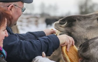 В заказнике «Споровский» туристам планируют показывать тарпанов и туров на вольном выпасе