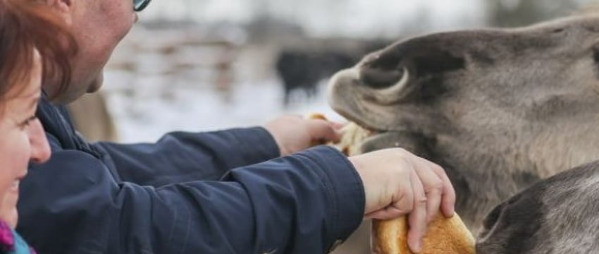 В заказнике «Споровский» туристам планируют показывать тарпанов и туров на вольном выпасе