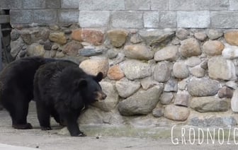 Переселение медведей Маши и Леши в зоопарке Гродно