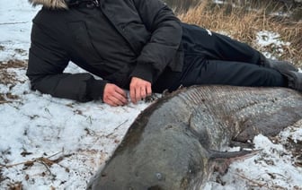 Белорус снова поймал гигантского сома весом 32 кило