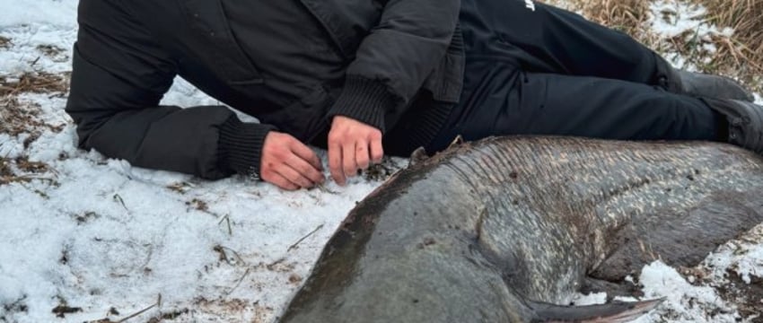 Белорус снова поймал гигантского сома весом 32 кило